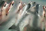 saltwater in a slurry ice form as used in fisheries and fish preservation/processing to preserve food value and quality