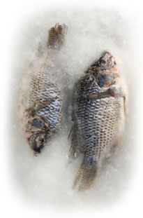 protecting the catch from freezer burn and discoloration using slurry ice rapid cooling in a liquid ice form